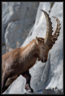 faune de nos montagnes 10